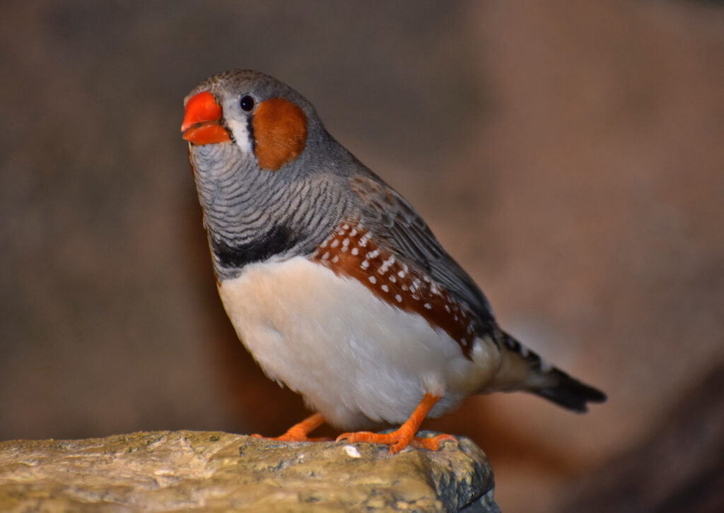 Zebra finch (Taeniopygia guttata)