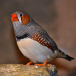 Zebra finch (Taeniopygia guttata)