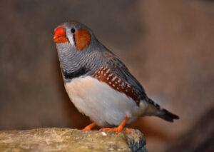 Zebra finch (Taeniopygia guttata)