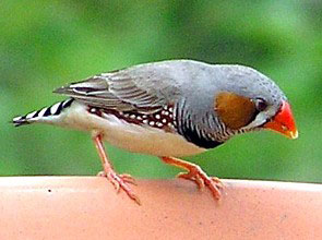 Zebra finch