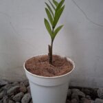ZZ plant (Zamioculcas zamiifolia)