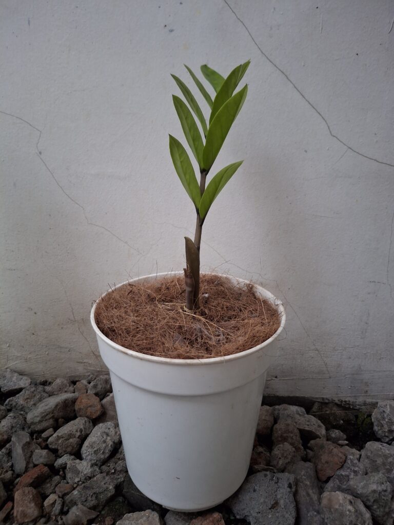 ZZ plant (Zamioculcas zamiifolia)